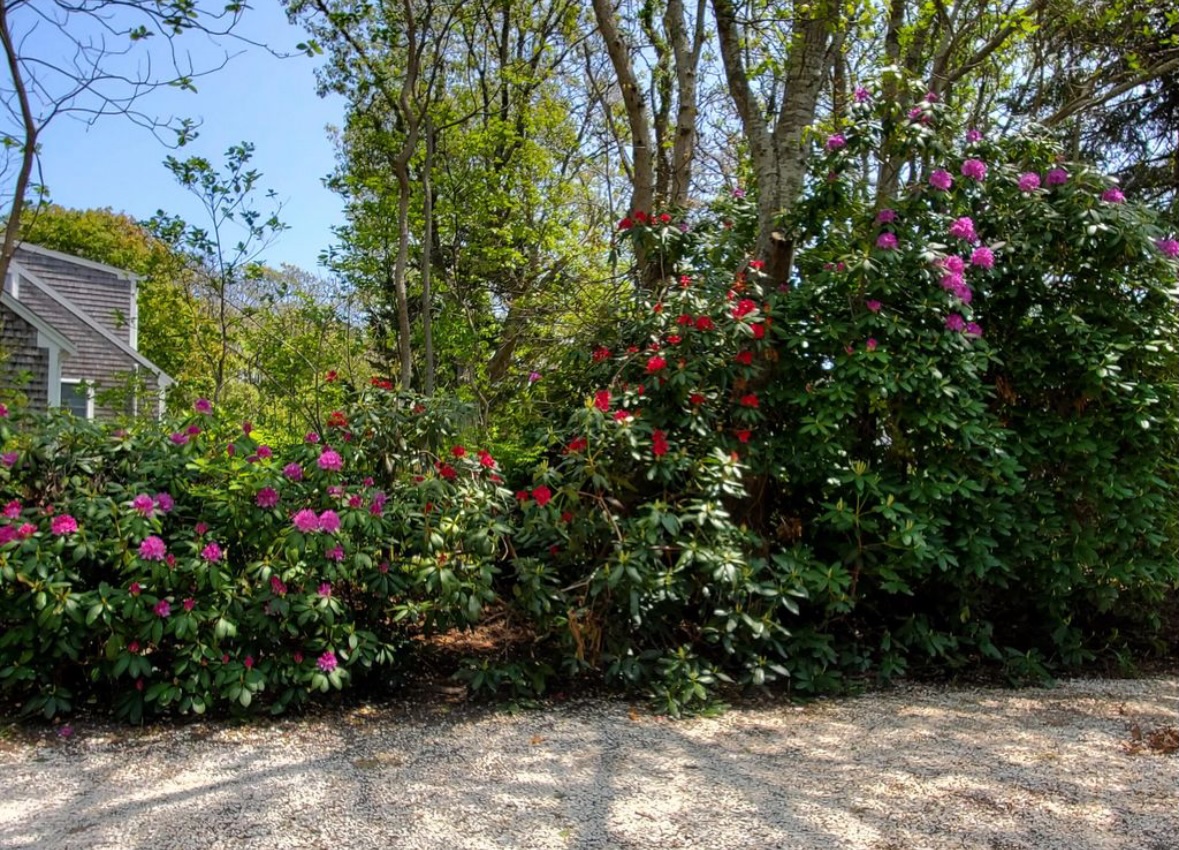 Beautiful pink and red rhododendrons blooming on the property grounds